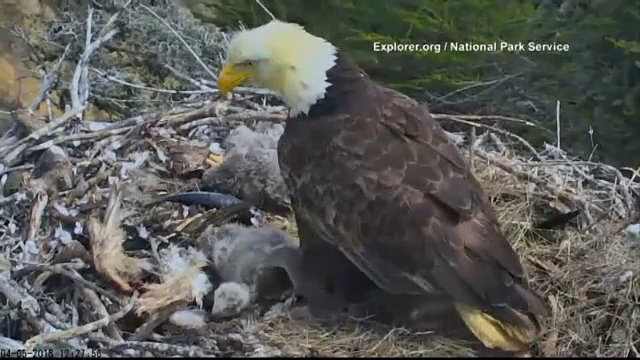 Acvilă filmată abandonându-și puii, speriată de un cutremur cu magnitudinea 5,3