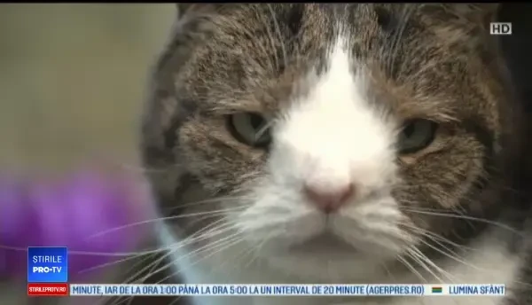 Monty, pisica daneză cu o anomalie genetică, mai populară pe net decât șeful guvernului