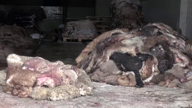 Pieile de miel, îngropate de ciobani din lipsă de clienţi. În Londra se vând cu 150 de lire