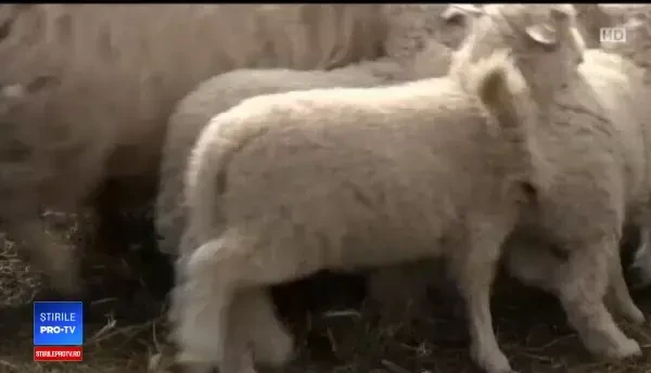 Pieile de miel, îngropate de ciobani din lipsă de clienţi. În Londra se vând cu 150 de lire