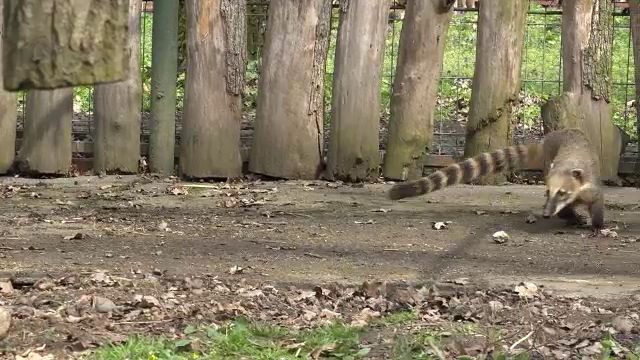 Doi urși coati de la grădina zoologică din Târgu Mureș, în centrul atenției în acest weekend