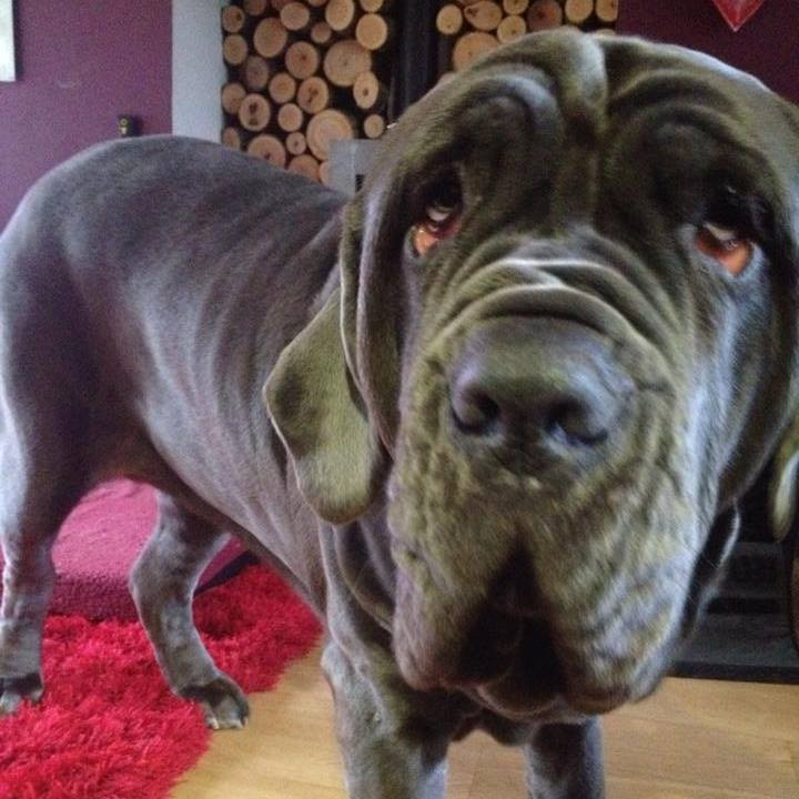 A rămas fără nas după ce a atacat-o câinele. "Medicii spun că mi-a salvat viaţa"