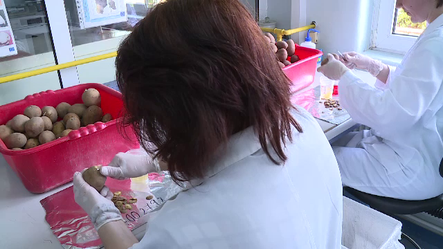 Cartofii contaminați opriți în Constanța, trimiși înapoi în Egipt