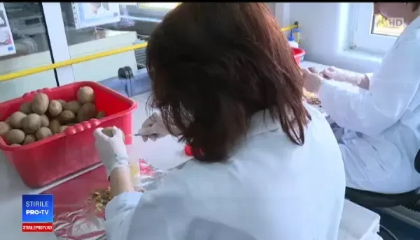 Cartofii contaminați opriți în Constanța, trimiși înapoi în Egipt