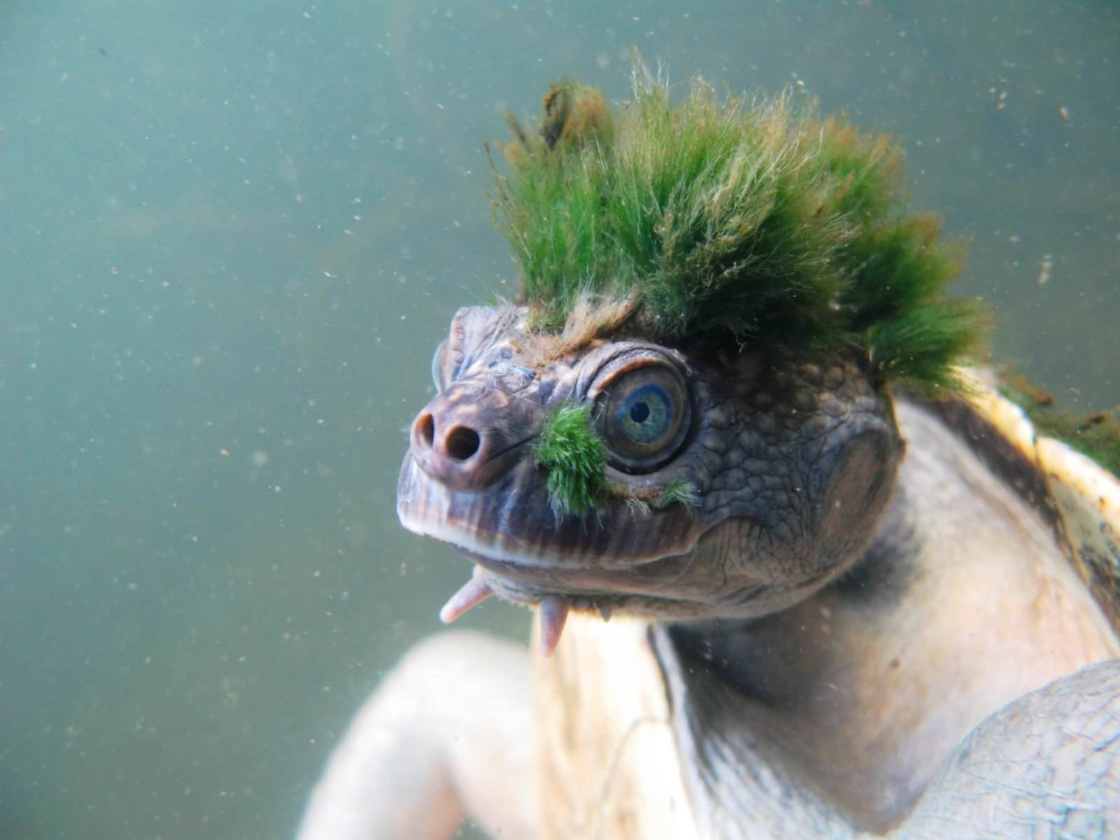 Țestoasa „punk”, inclusă între cele mai vulnerabile specii de reptile din lume