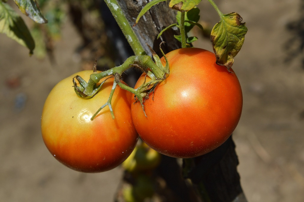 Roşiile româneşti revin pe piaţă. Cum pot primi agricultorii 3.000 de euro de la stat