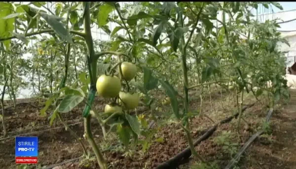 Roşiile româneşti revin pe piaţă. Cum pot primi agricultorii 3.000 de euro de la stat