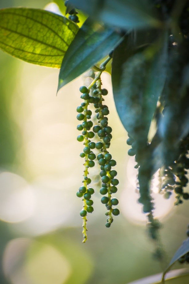 Piperul, Regele Mirodeniilor - un strop de condiment, o bogăție de gust
