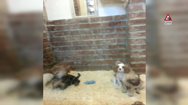 Reguli mai dure pentru pet shop-uri. CAMERA ASCUNSĂ: În ce condiţii sunt ţinute animalele