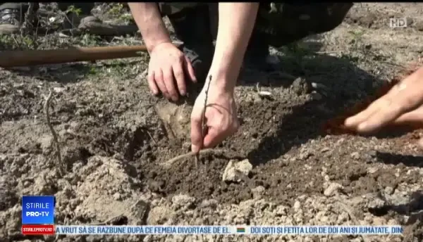 Mii de puieți, plantați de voluntari în Mureș. Mesajul nostru a fost: plantăm fapte bune