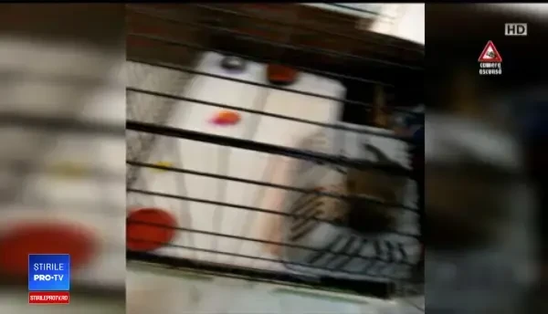 Reguli mai dure pentru pet shop-uri. CAMERA ASCUNSĂ: În ce condiţii sunt ţinute animalele