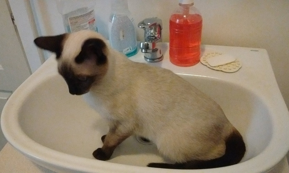 Cât de legale sunt taxele pentru câini şi pisici ţinute la bloc. Pot fi contestate