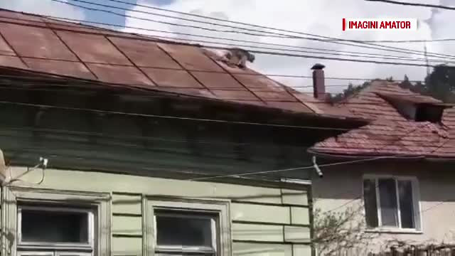 Mobilizare de ”forțe” în Piatra Neamț. O maimuță a fugit de la zoo și a ajuns în oraș