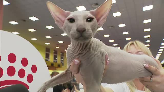 Pisici fără blană sau venite din Siberia, la expoziția SofistiCat de la București