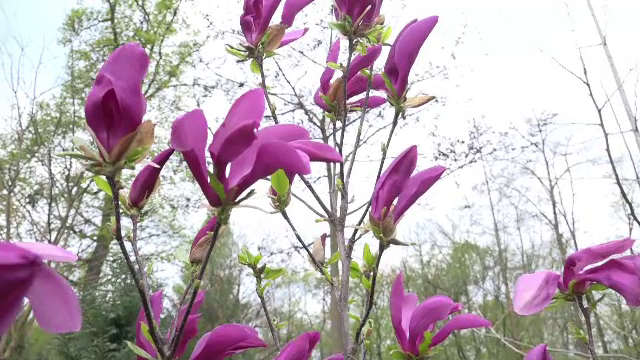 Locul unde puteți admira laleaua pestriță, floare protejată de lege