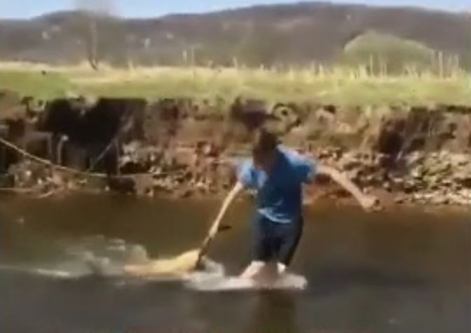 Câine ciobănesc bătut şi înecat în râul Timiş de 2 tineri. Au postat apoi pe Facebook, ca să se laude