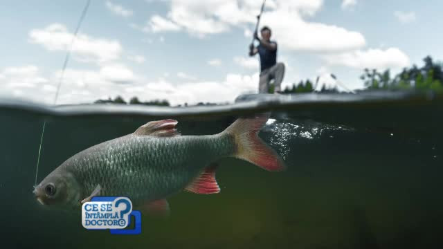 Roşioara, cel mai sănătos peşte din România. De unde vine 80% din peştele de la noi