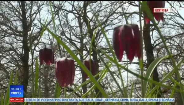 Locul unde puteți admira laleaua pestriță, floare protejată de lege