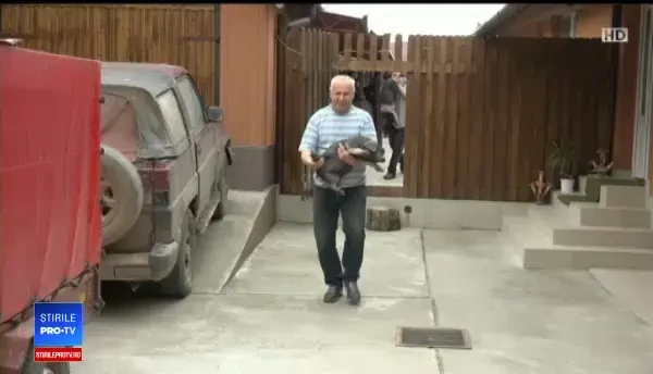 Program pentru stimularea creșterii porcilor Mangalița și Bazna: Au carnea ca somonul