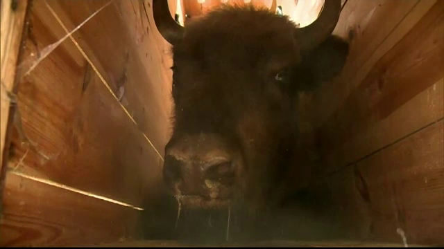 Șapte zimbri din Polonia, transferați în Spania