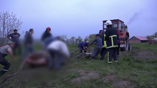 Vacă gestantă, salvată după trei ore de pompieri după ce a căzut într-un canal