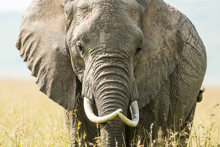 Britanică ucisă de un elefant în timp ce îşi plimba câinele. Animalul ar fi pândit-o