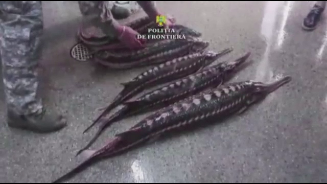 Braconieri de sturioni, prinși cu ajutorul scafandrilor. Cum își ascundeau faptele