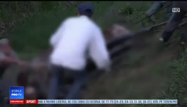 Vacă gestantă, salvată după trei ore de pompieri după ce a căzut într-un canal
