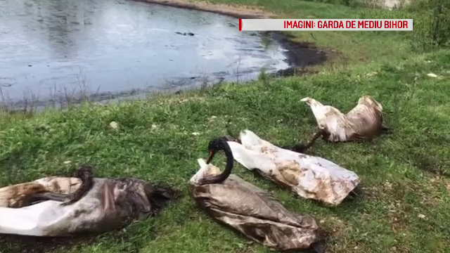 Șase lebede, în stare critică, după ce au ajuns într-o baltă cu reziduuri chimice