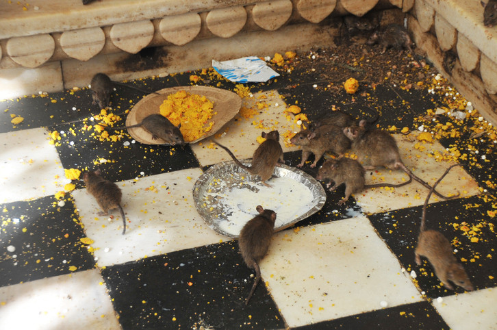 Trei copiii din Râmnicu Sărat la spital, după ce au mâncat otravă de şoareci