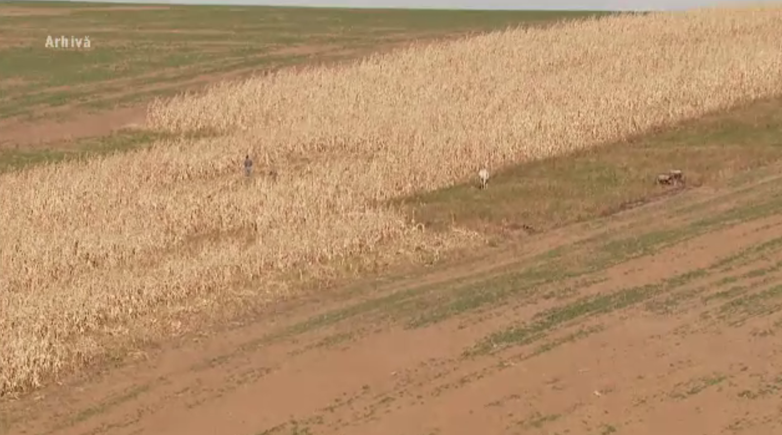 Pământul roditor din Insula Mare a Brăilei ar putea fi lucrat de firma unui emir arab