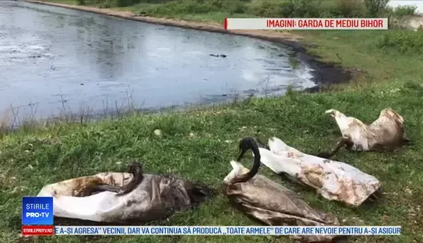 Șase lebede, în stare critică, după ce au ajuns într-o baltă cu reziduuri chimice