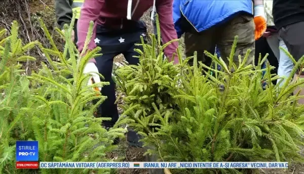 Pădure distrusă de vijelii, refăcută cu ajutorul elevilor şi poliţiştilor
