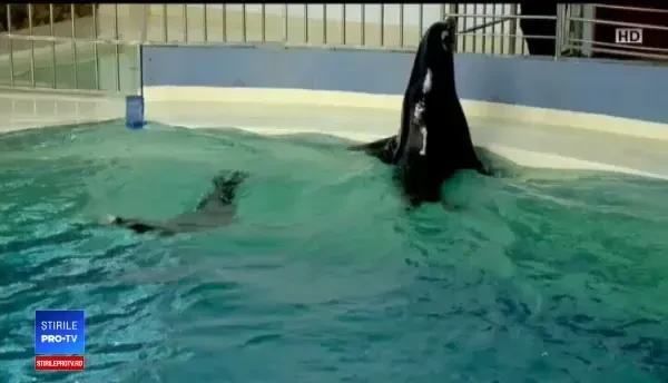 Trei lei de mare californieni, închiriați de delfinariul din Constanța