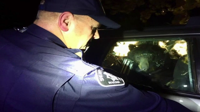 Un urs înfometat, rămas blocat în mașina unei americance, a fost salvat de polițiști