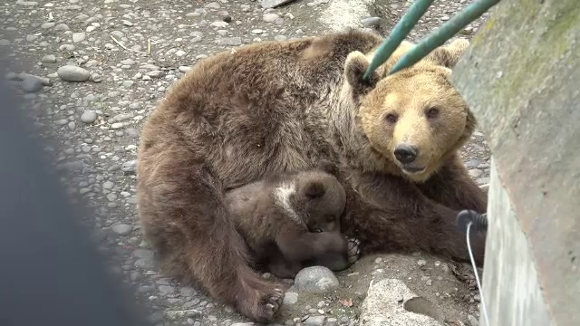 Un pui de urs, în vârstă de 3 luni, a devenit vedeta grădinei zoologice din Târgu Mureş