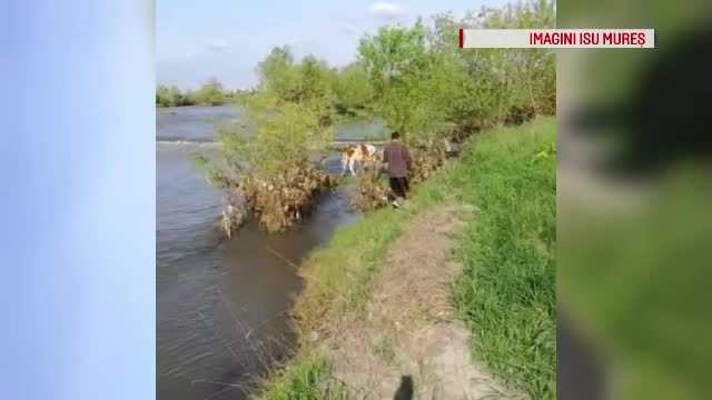 Vacă salvată de pompieri, după ce a rămas blocată pe o insulă din râul Mureș