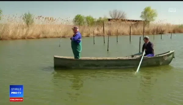 Situaţie alarmantă în Rezervația Biosferei Delta Dunării. Specia, pe cale de dispariție