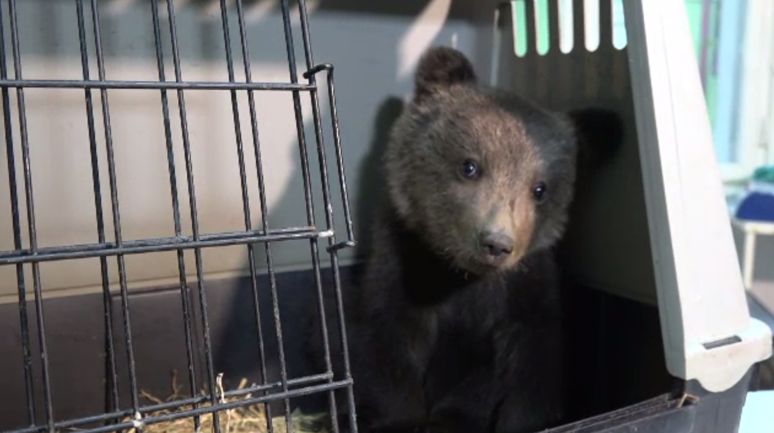 Ursuleț de 3 luni, salvat dintr-un pârâu de pe Valea Mureşului de un localnic