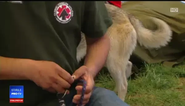 Câini îngrijiți de deținuți, dați spre adopție la un târg. Beneficiile programului