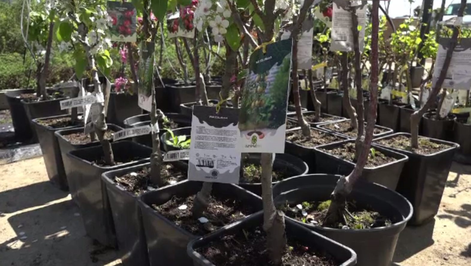 Pomi la ghiveci, o nouă găselniță a horticultorilor. Meri și peri înfloriți în balcoanele din orașe