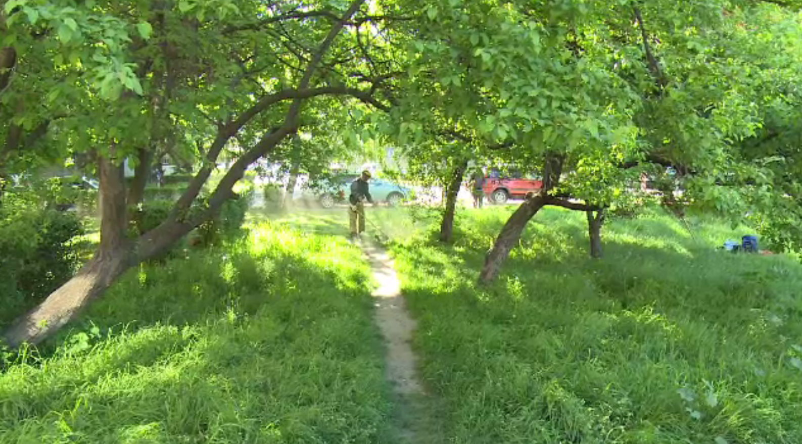 Amenda pe care o riscă asociațiile de proprietari din Oradea dacă nu curăță spațiile verzi