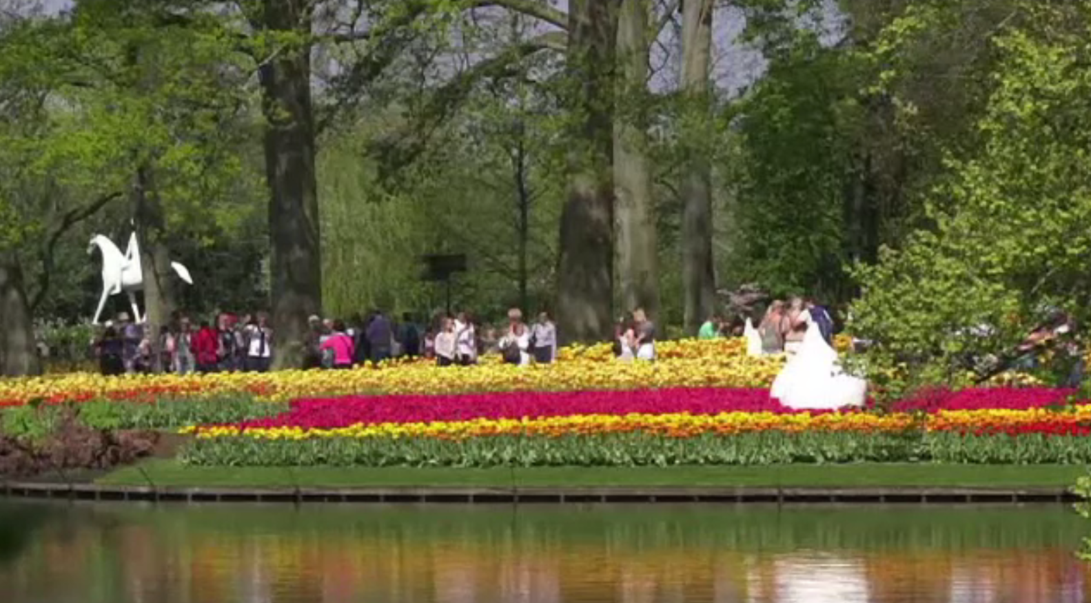 Olanda, vizitată intens în această perioadă pentru câmpurile de lalele