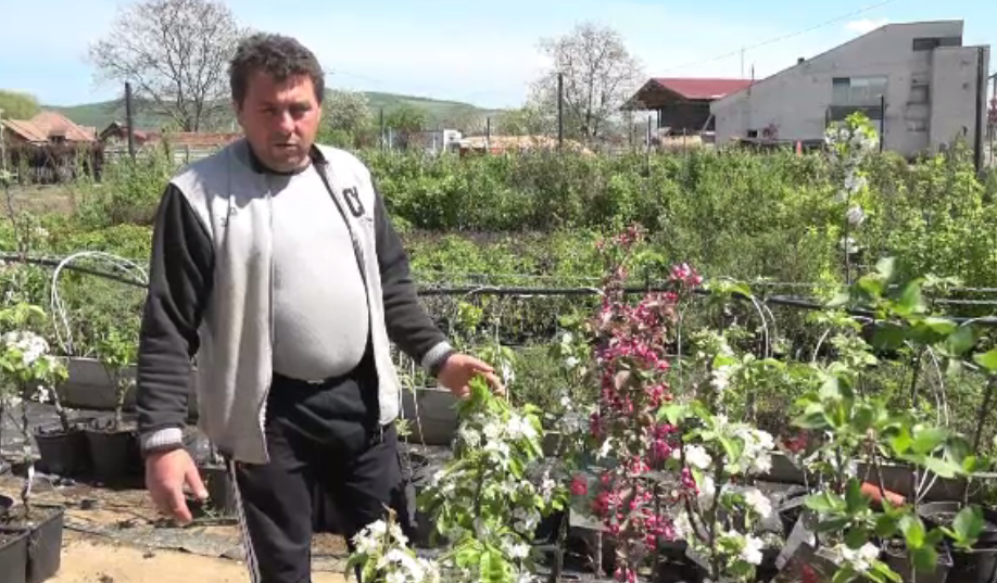 Profit de pe urma culturilor. Prețurile la care se vând butașii de pomi fructiferi
