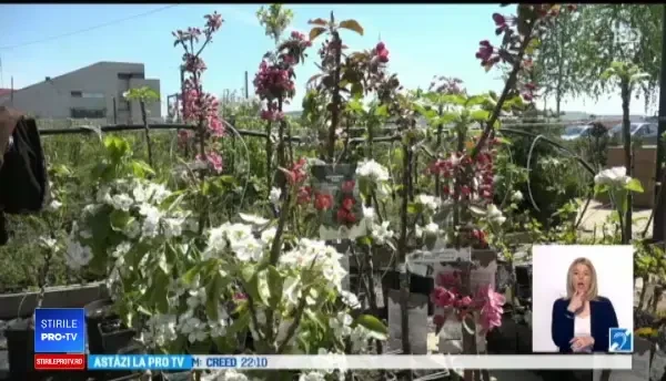 Pomi la ghiveci, o nouă găselniță a horticultorilor. Meri și peri înfloriți în balcoanele din orașe