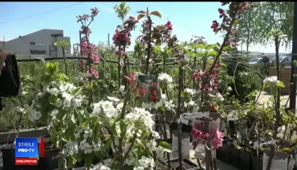 Profit de pe urma culturilor. Prețurile la care se vând butașii de pomi fructiferi