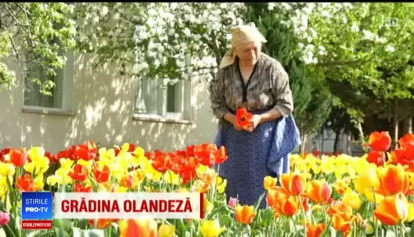 O bunică din Maramureș a adunat mii de lalele în gospodăria ei. ”Am vrut o mică Olanda”