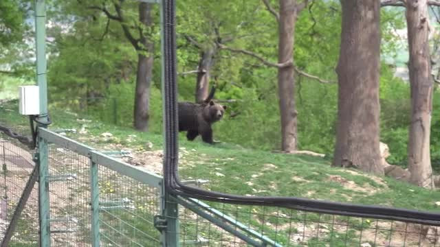 Ursoaica Anca, salvată după 20 de ani de calvar la zoo din Piatra Neamț