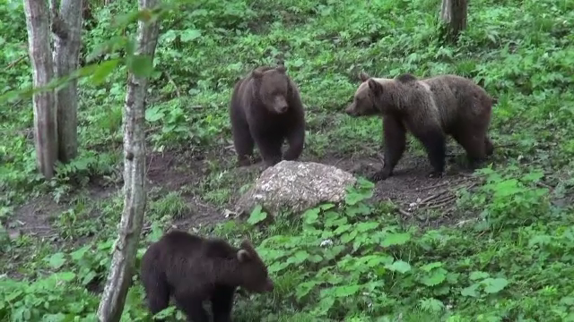 Doi pui de urs, salvaţi de poliţişti în Covasna, după ce mama lor a fost lovită de tren