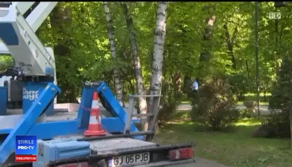 Cum vor autoritățile din Târgu Jiu să scape de ciori, specie protejată de lege